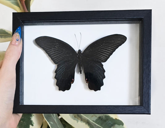 Papilio Protenor