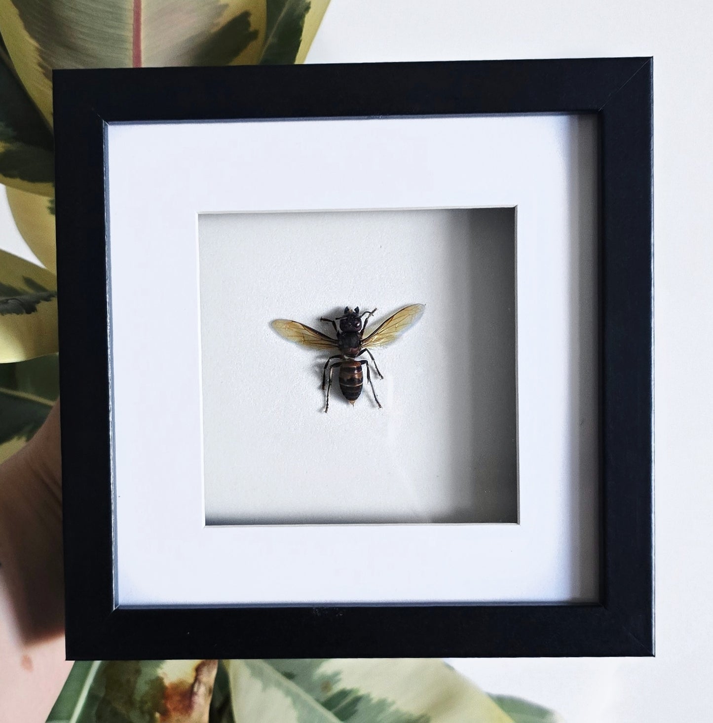 Giant Agent Hornet