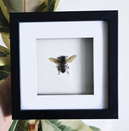 Giant Agent Hornet