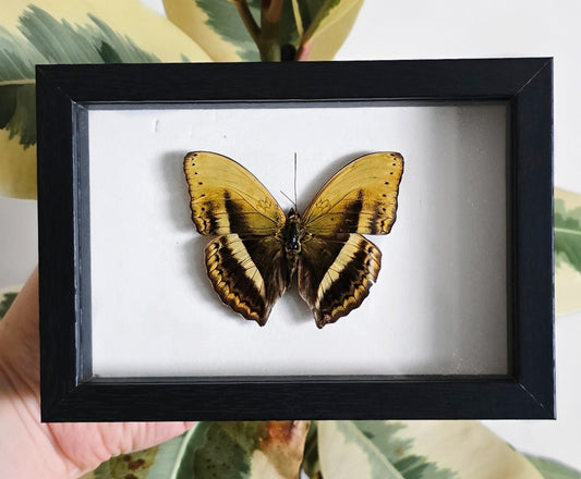 Common Yellow Glider