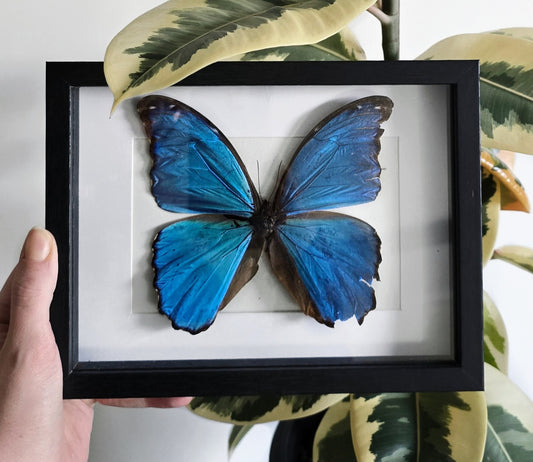 Blue Morpho