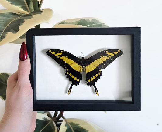 King Swallowtail