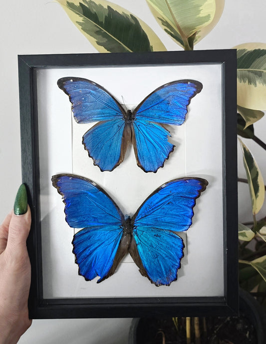 Double Blue Morpho